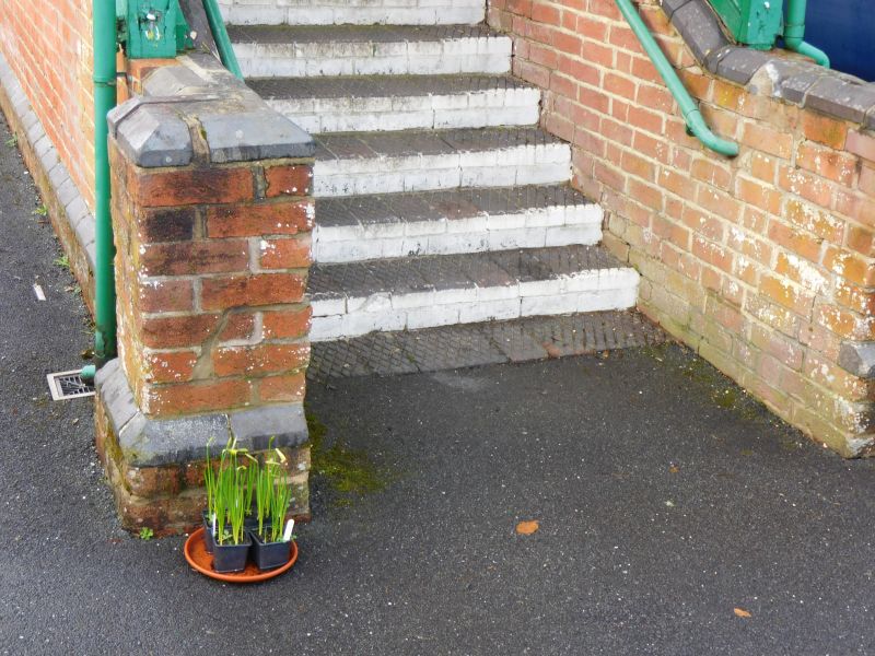 Green shoots of recovery on Okehampton StationbrPhotographer Jon KelseybrDate taken 12022020