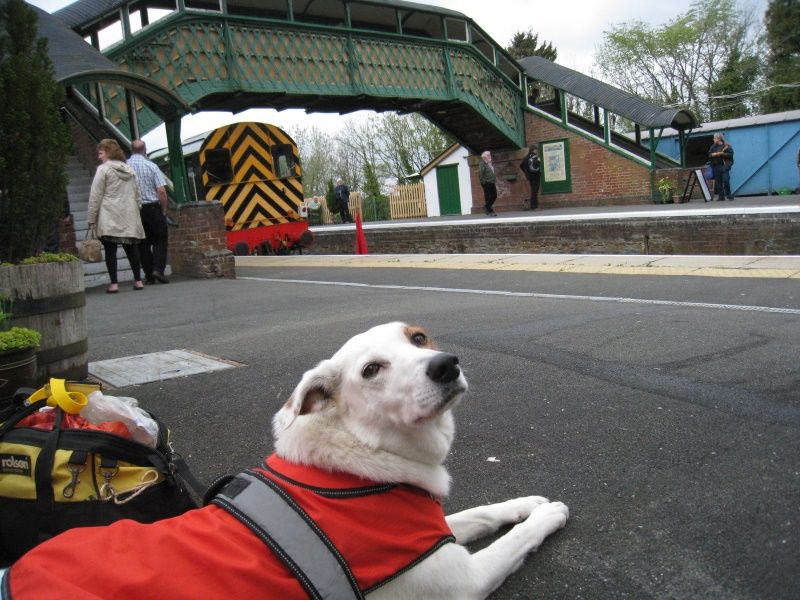 Rosie waiting for the Devon Explorer to return from Meldon