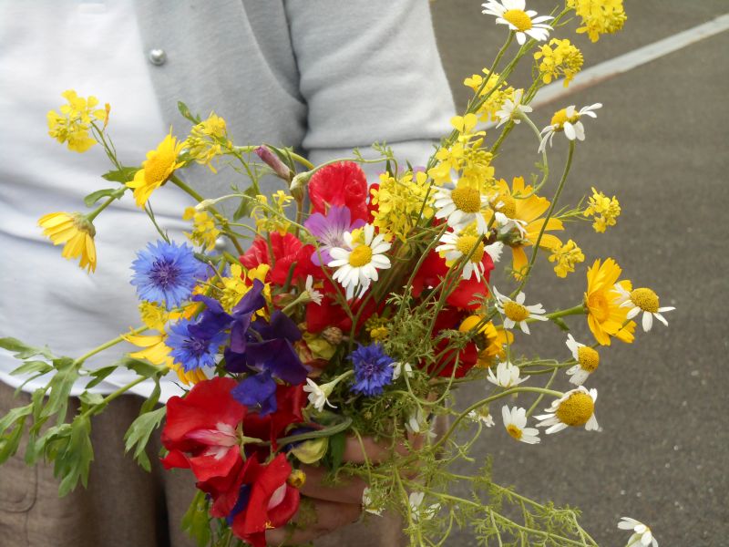 A bunch of the flowers picked regularly over the summer for the buffet, from the wildflower patch by the Ladies entrance maintained by the horticulture team.